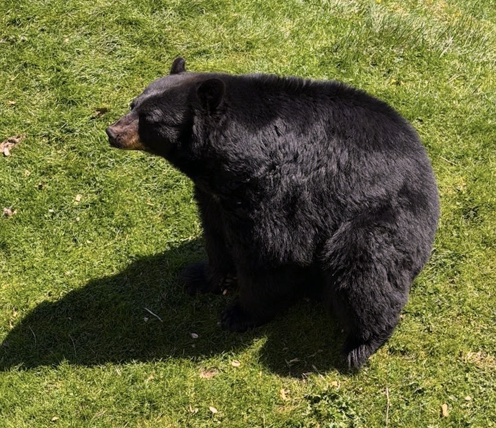 Animots (2) : Les ours