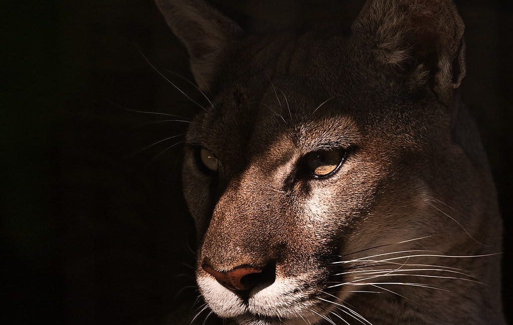 Animots (6) : Mountain Lions